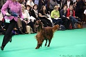 Crufts2011 718